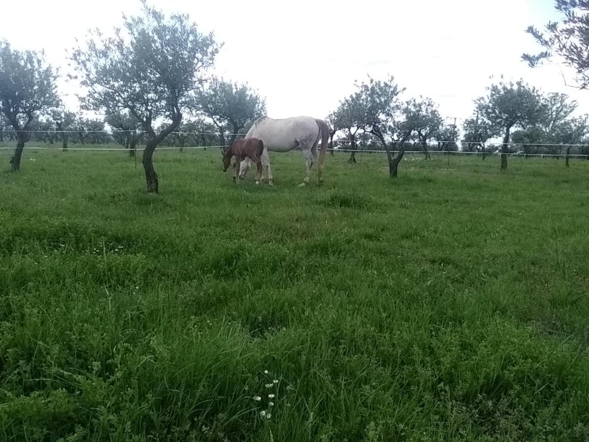 Studio Independant Dans Ferme Equestre Aups Exterior photo